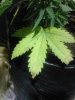 Photo-0078_003.jpg