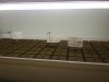Day 11 - Seedlings under T5 FL.jpg