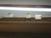 Day 17 - Seedlings in cubes.jpg