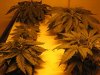 weed pics 019.jpg