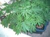 budpic3 006.jpg