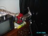 beginnings of flower june 2 07 002.JPG