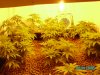beginnings of flower june 2 07 004.JPG