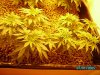beginnings of flower june 2 07 005.JPG