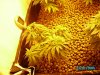 beginnings of flower june 2 07 006.JPG