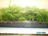 jiffy clones 001.JPG