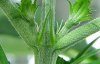 3@day25_First_preflower_Zoom_in.jpg