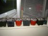 DSC00954.jpg