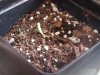shriveled stem - day 4.jpg