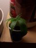 pot1 003.jpg