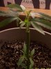 pot1 006.jpg