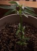 pot1 005.jpg