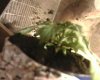 good size stem and all around branching roots hanging out of all 42 plants.jpg