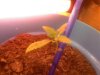 plant3.jpg