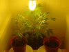 plants pic 7.jpg