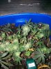 100_0678.jpg