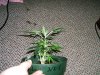 DSCF1075.jpg