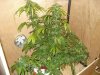 DSC01233.jpg