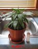 plant 1 side.jpg