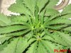 plant 1 top close.jpg