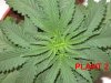 plant 2 top.jpg