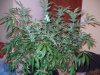cheese - flowering week six 001.jpg