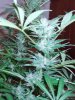 cheese - flowering week six 003.jpg