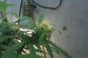 IMAG0083.jpg