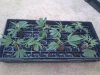 Day 10 Clones Rooted.jpg