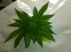 IMG_20110125_181844.jpg