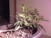 Day 20 Veg.jpg