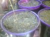 watering.jpg