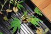 Clones 002.jpg