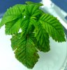 left-plant-front.jpg