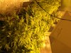 NEW GROW MI 137.JPG