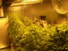 NEW GROW MI 140.JPG