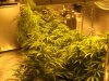 NEW GROW MI 139.JPG