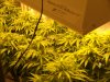 NEW GROW MI 138.JPG