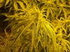 NEW GROW MI 131.JPG