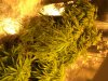 NEW GROW MI 134.JPG