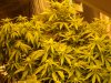NEW GROW MI 130.JPG