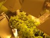 NEW GROW MI 129.JPG