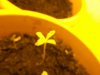 weed 005.jpg