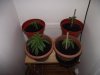 weed 006.jpg