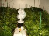 Veg 6weeks.jpg Veg 6weeks.jpg