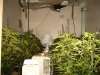 veg6weeks.jpg veg6weeks.jpg