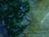 trichomeday51 (32).jpg trichomeday51 (32).jpg