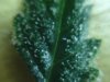 trichomeday51 (35).jpg trichomeday51 (35).jpg