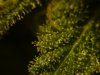 trichomeday51 (29).jpg trichomeday51 (29).jpg