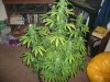 more plant shit 006.jpg